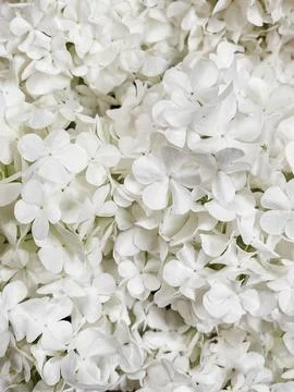Beautiful white hydrangea flowers pattern, floral wallpaper. Blooming gueld.. Stock Photos