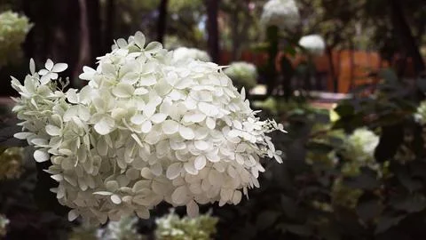 Beautiful White Hydrangea (Hydrangea arborescens).  Foto stock