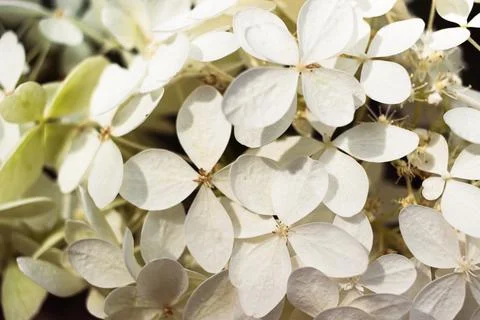 Beautiful White Hydrangea (Hydrangea arborescens). Summer bloom.  Stock Photos
