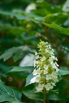 Beautiful white hydrangea just beginning to bloosom Stock-Fotos