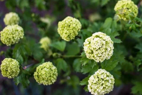 Beautiful white Hydrangea macrophylla in spring garden Stock Photos