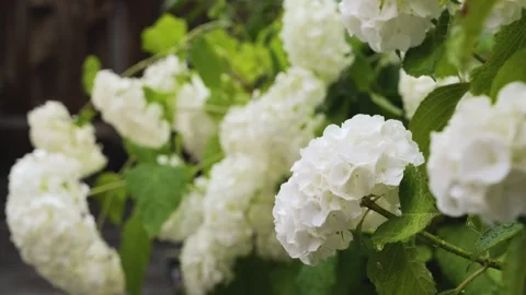 Beautiful white hydrangea petals Stock Footage 317459568