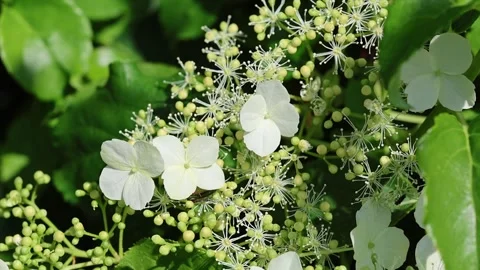 Beautiful white Hydrangea in summer sunshine. Stock Footage 246107354