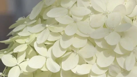 Beautiful white-ivory  hydrangea blossom  background. macro footage Stock Footage 248246482