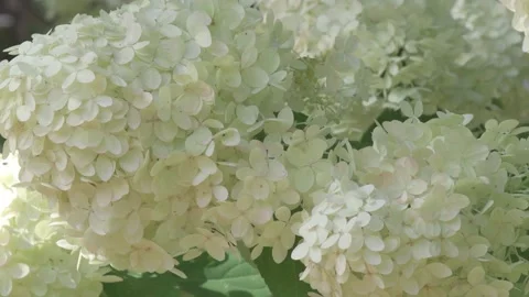 Beautiful white-ivory hydrangea blossom background. close up footage Stock Footage 258479026