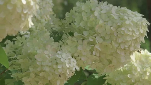 Beautiful white-ivory hydrangea blossom background. close up footage Stock Footage 258479652