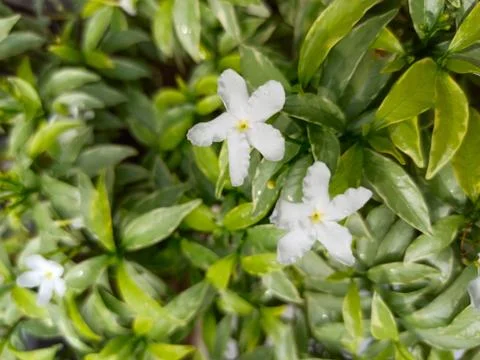 Beautiful white jasmine flower blooming with green leaves Stock Photos