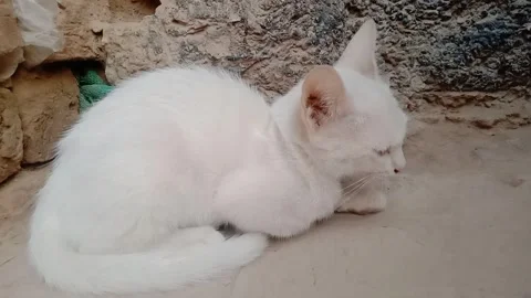 Beautiful white kitten looking to the left in the morning. Video stock 347563299