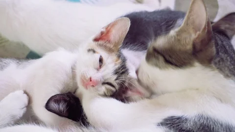 Beautiful white kitten sleeps closeup Stock Footage 128669488