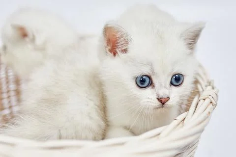 A beautiful white kittens British Silver chinchilla sits in a basket Stock Photos