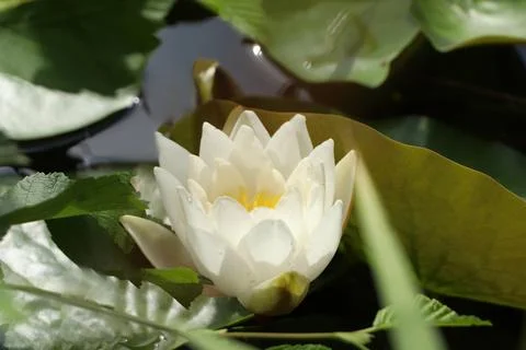 Beautiful white lotus flower and leaves in pond, closeup Stock Photos