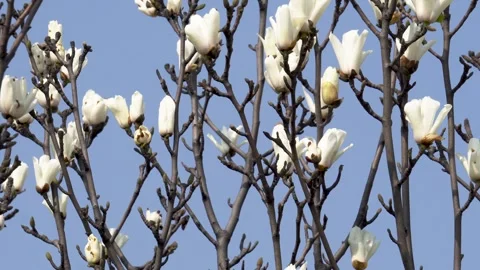 Beautiful white magnolia in spring Stock Footage 248872011