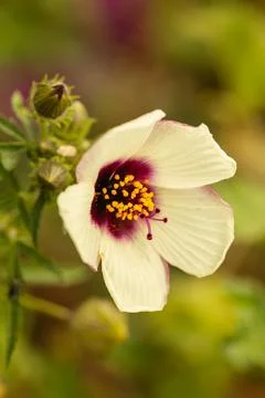 Beautiful White Malva Stock Photos