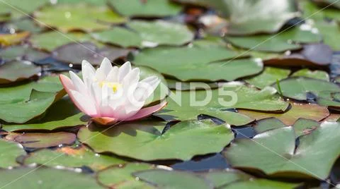 Beautiful white Nymphaea flower on surface of pond Stock Photos