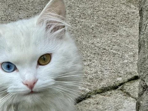 Beautiful White Odd Eyed Cat Close Up Portrait. Stock Photos