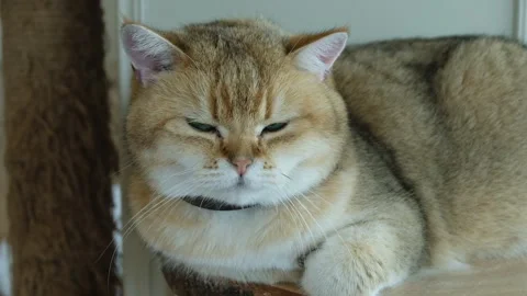 Beautiful white orange cat looking at camera Stock Footage 150797019