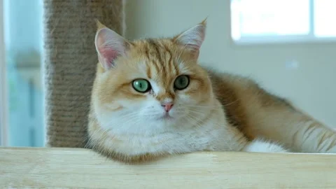 Beautiful white orange cat looking at camera Stock Footage 150797070