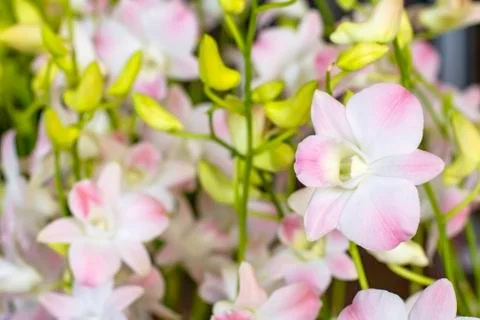 Beautiful White Orchid and patterned pink spots Background blurred leaves in  Stock Photos