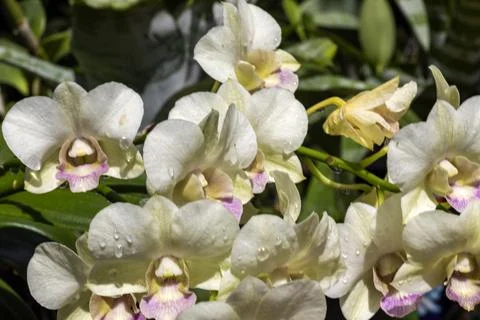 Beautiful white orchid flowers in a park full of vegetation such as flowers. Stock Photos
