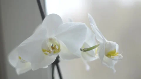 Beautiful white orchids with blurred background indoor. Growing plants at home Видео 178520033
