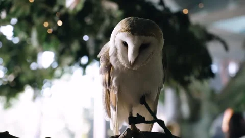 A beautiful white owl sits on a perch and looks at the camera and away Stock Footage 334108281