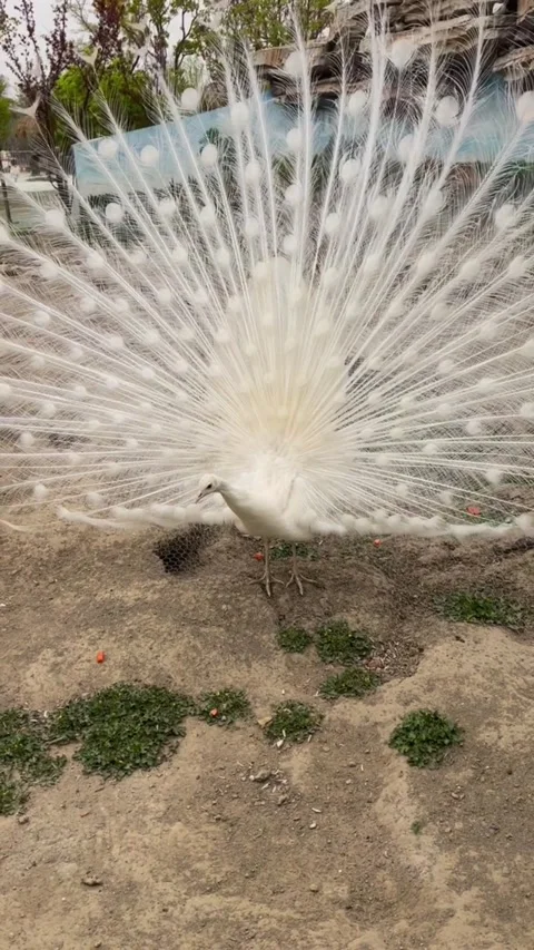 A beautiful white peacock displaying its magnificent tail feathers Видео 335491678