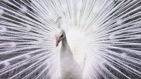 The beautiful white peacock gracefully spreading its tail and turns its head Stock Footage 224098768