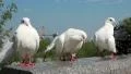 Beautiful white peacock pigeons HD Footage