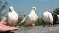 Beautiful white peacock pigeons HD Footage