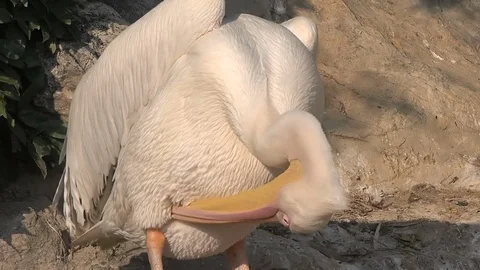 Beautiful white pelican Stock Footage 79472461