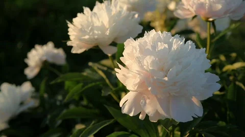 Beautiful White Peonies Stock Footage 761476