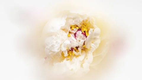 Beautiful white peony on a white background. Time lapse with macro shot. Holiday Stock Footage 201069659