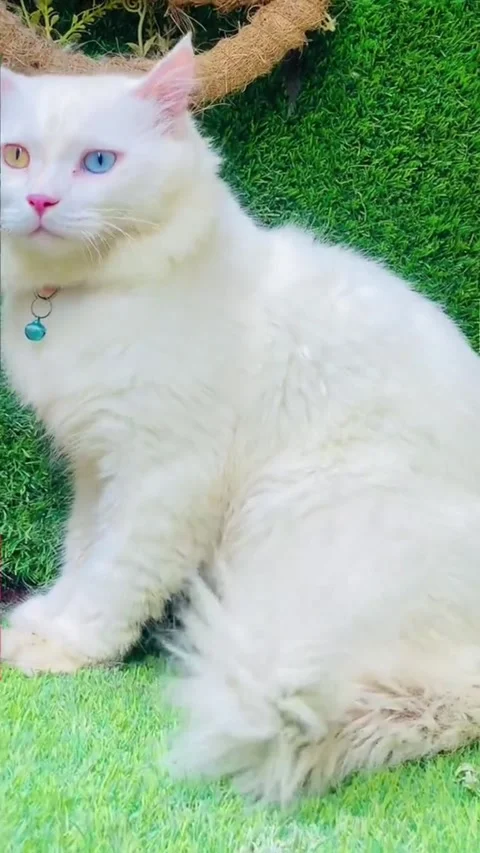 Beautiful White Persian Cat with Odd Eyes Sitting on Green Grass Vídeo Stock 333150754