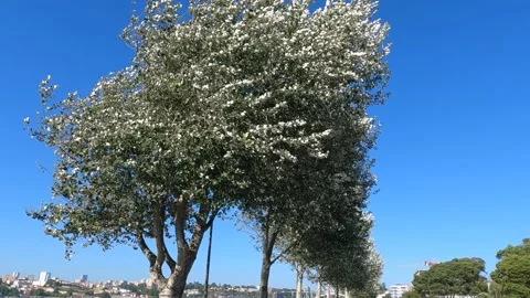 Beautiful white petals on the tree stand out against the clear blue sky of a Stock Footage 282442582