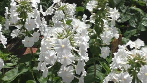 Beautiful white phlox  Video stock 70229317