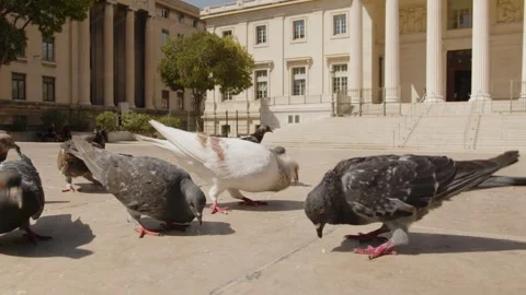 A beautiful white pigeon eats cake crumbs with its companions in a town square Stock Footage 289624646
