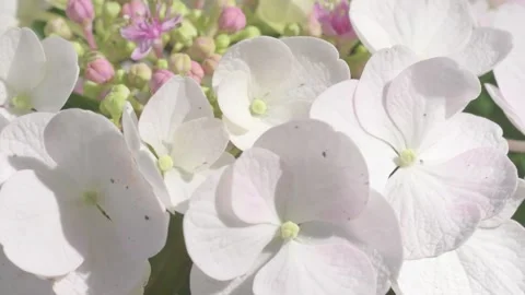 Beautiful white -pink blossom of  hydrangea  species in garden.  macro footage Stock Footage 247137751