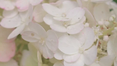 Beautiful white -pink blossom of hydrangea species in garden. macro footage Stock Footage 260936397