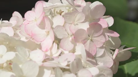 Beautiful white -pink blossom of hydrangea species in garden. macro footage Stock Footage 260937207
