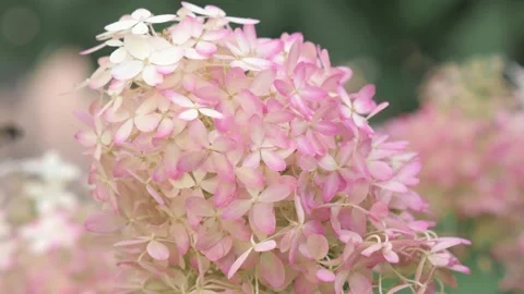 Beautiful white -pink blossom of hydrangea species in garden. close up footage Stock Footage 260938196