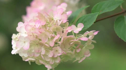 Beautiful white -pink blossom of hydrangea species in garden. close up footage Stock Footage 260939239