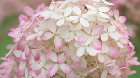 Beautiful white -pink blossom of hydrangea species in garden. close up footage Stock Footage 260939451