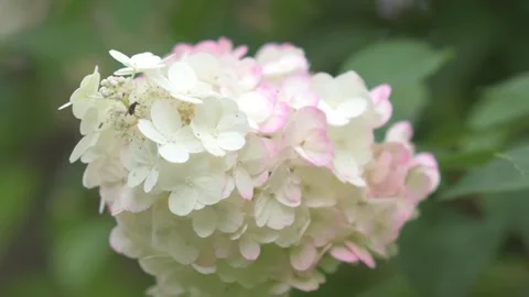 Beautiful white -pink blossom of hydrangea species in garden. close up footage Stock Footage 260939737