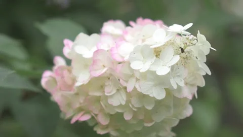 Beautiful white -pink blossom of hydrangea species in garden. close up footage Stock Footage 260940103