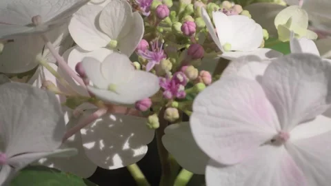 Beautiful  white-pink hydrangea blossoming in garden at sunny day. macro Stock Footage 282214867