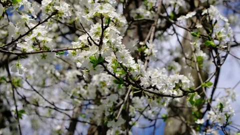 Beautiful white plum trees bloom Stock Footage 337189979