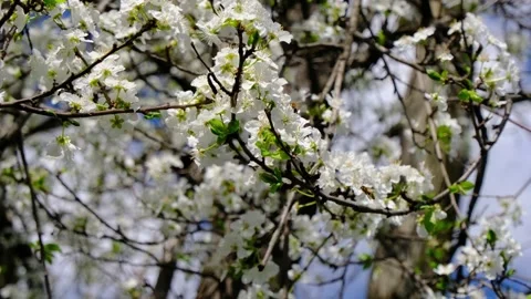 Beautiful white plum trees bloom Stock Footage 340214717
