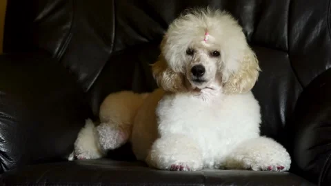 Beautiful white poodle Stock Footage 143699503