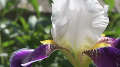 Beautiful white-purple iris flower blossoming in garden at sunny day. macro foot Stock Footage 277340697