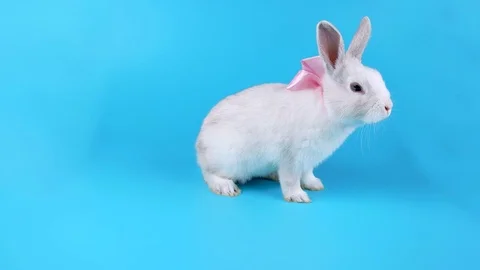 Beautiful white rabbit with pink bow moves to the camera and sniffing Stock Footage 71201893
